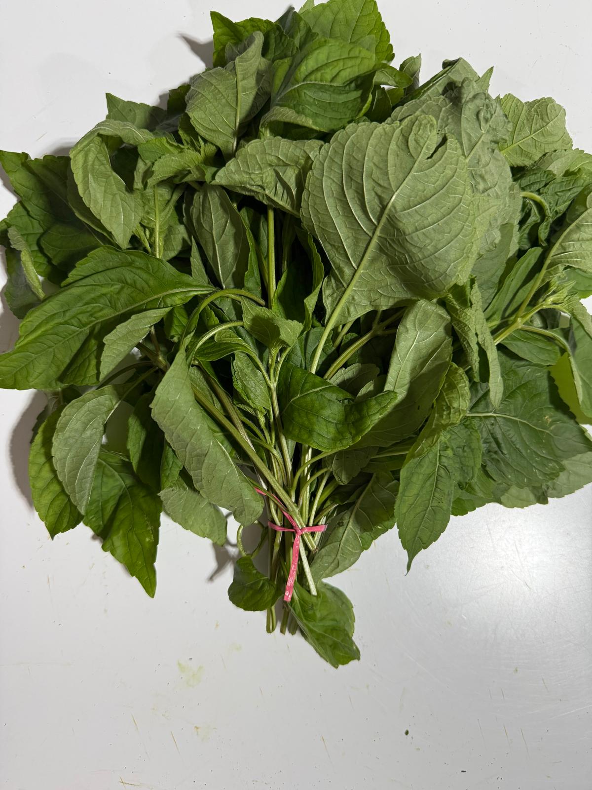 Farm-Fresh Nigerian Scent Leaf