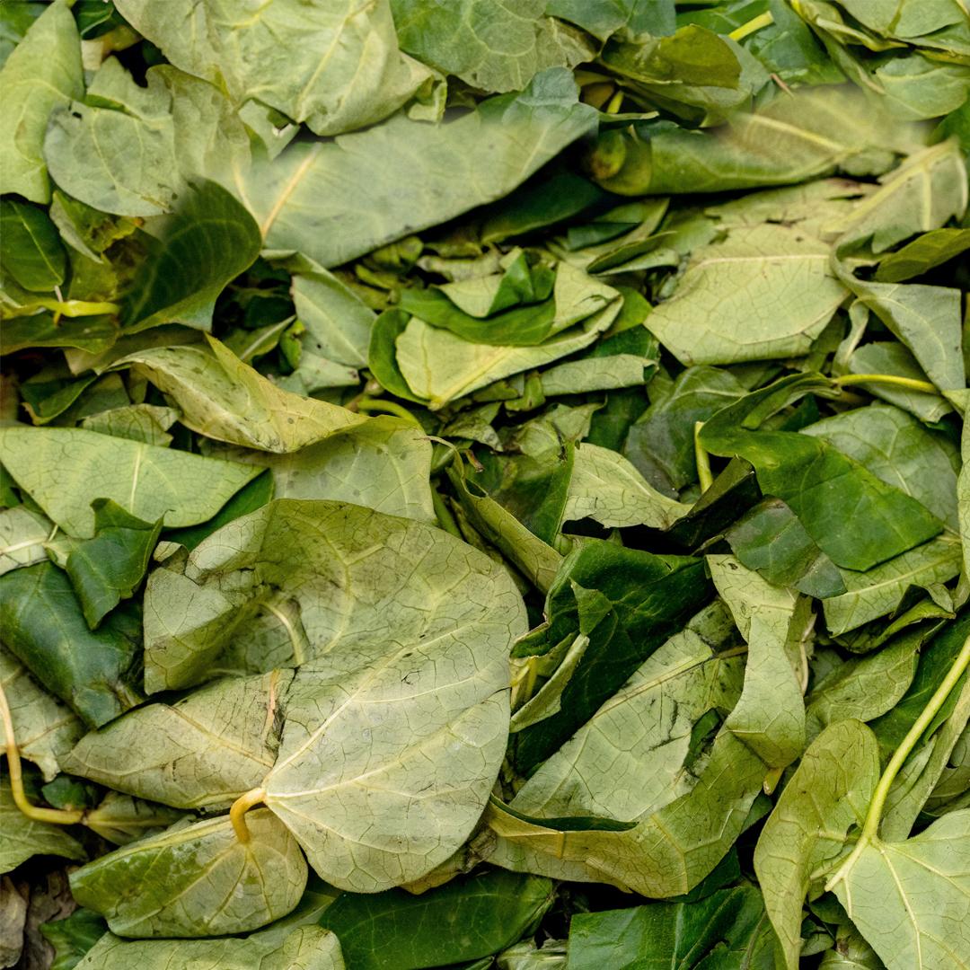 Fresh Utazi Leaves — Authentic Nigerian Bitter Leaf for Abacha, Nkwobi & Isi Ewu
