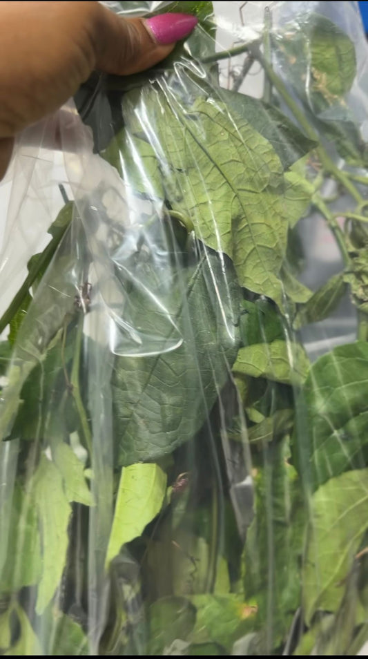 Fresh Ugu Leaves (Fluted Pumpkin) — Essential for Edikang Ikong