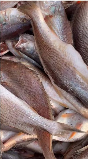 Whole White Croaker Fish – Frozen 2 lb Pack | Shipped with Ice Packs