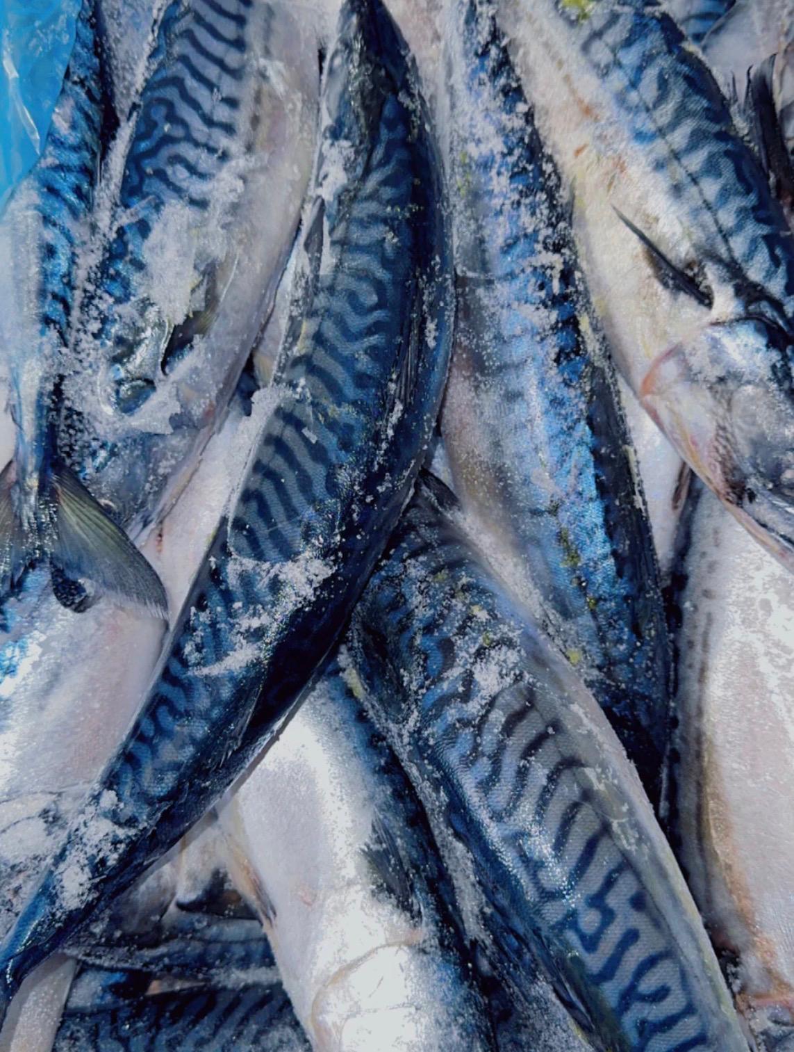 Wild Caught Whole Mackerel Fish (Titus Fish / Nigerian Mackerel)