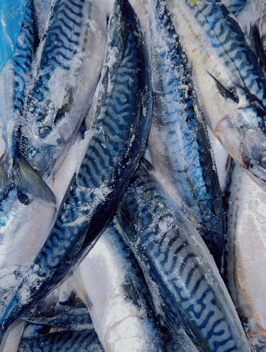 Wild Caught Whole Mackerel Fish (Titus Fish / Nigerian Mackerel)