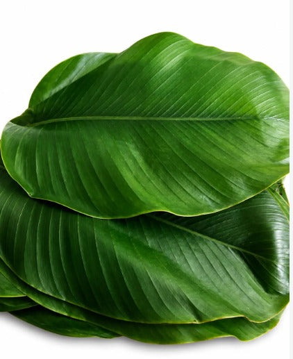 Moi Moi Leaves 25+ Pieces– Traditional Nigerian Wrapping Leaves for Moi Moi, Eko, Agidi, Ekuru & Ofada Rice