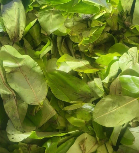 Fresh Oha Leaves (African Rosewood) — Essential for Ofe Oha