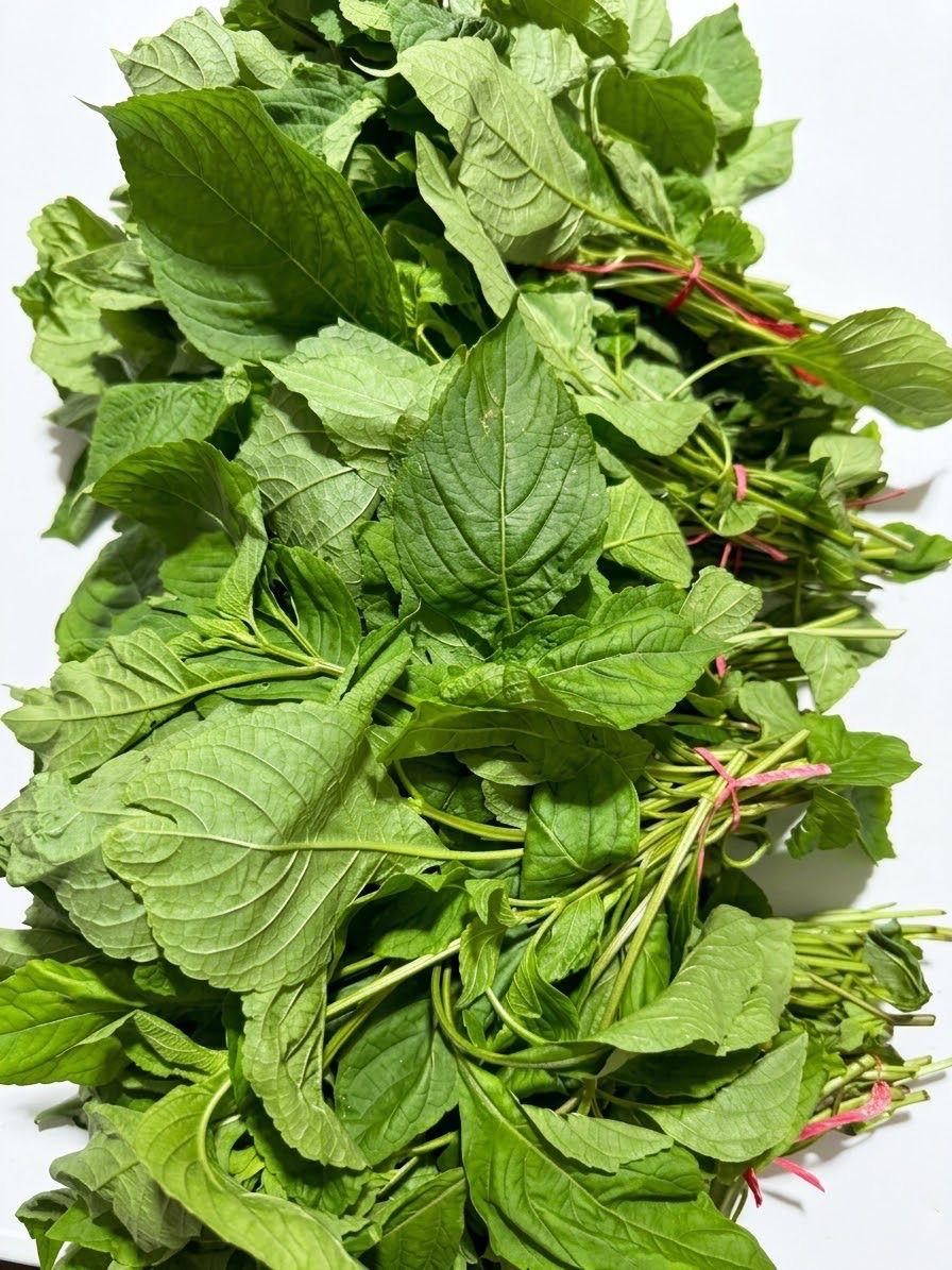 Farm-Fresh Nigerian Scent Leaf