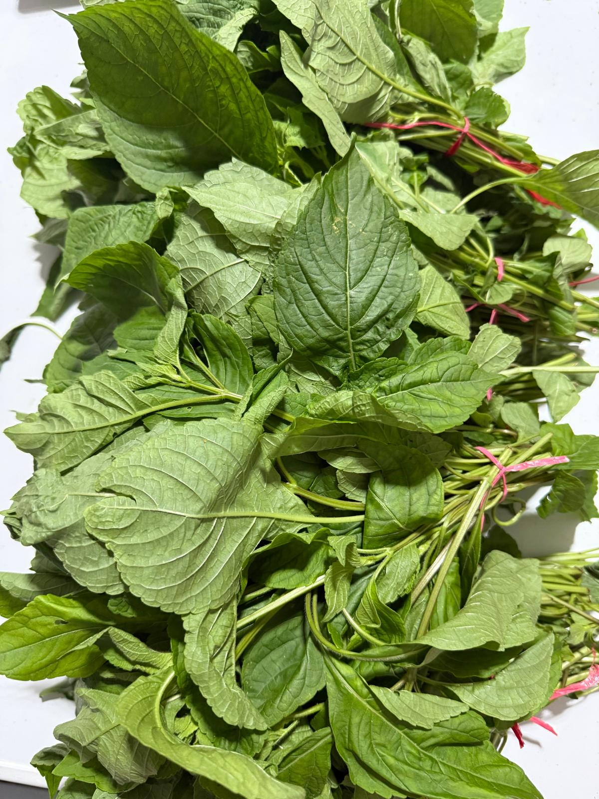 Farm-Fresh Nigerian Scent Leaf