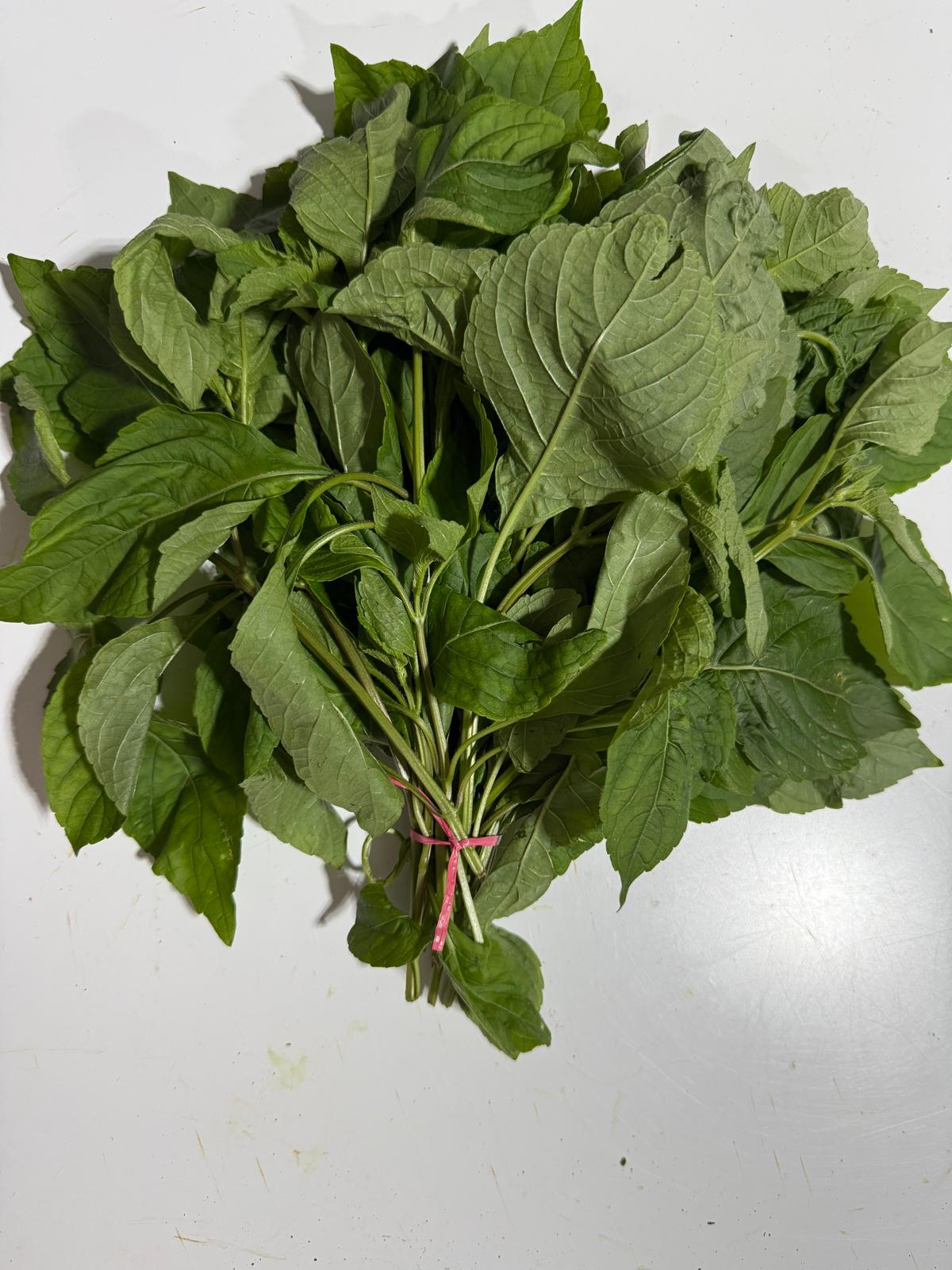 Farm-Fresh Nigerian Scent Leaf