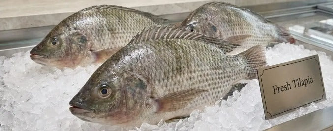 Whole Jumbo Tilapia Fish – Frozen 2 lb Pack | Shipped with Ice Packs