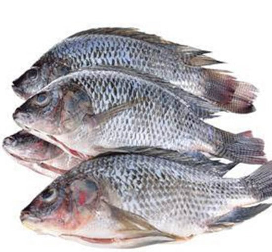 Whole Jumbo Tilapia Fish – Frozen 2 lb Pack | Shipped with Ice Packs