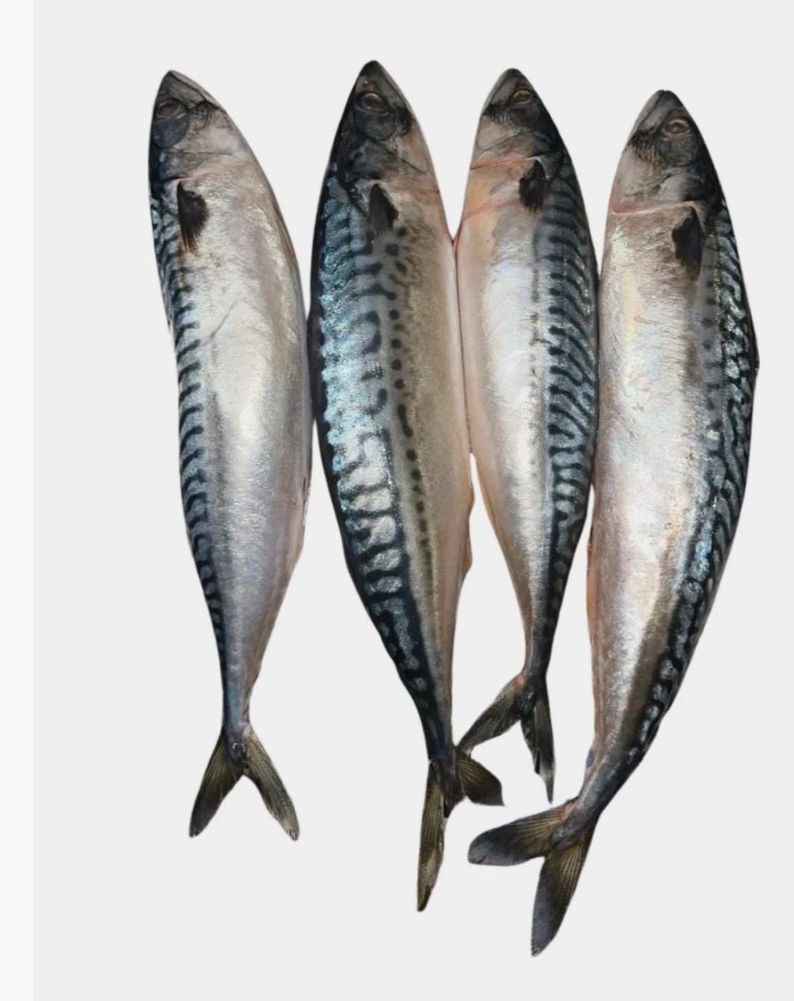 Wild Caught Whole Mackerel Fish (Titus Fish / Nigerian Mackerel)