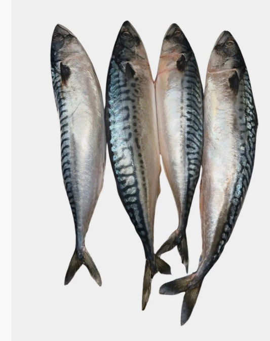 Wild Caught Whole Mackerel Fish (Titus Fish / Nigerian Mackerel)