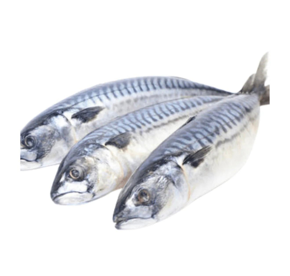 Wild Caught Whole Mackerel Fish (Titus Fish / Nigerian Mackerel)