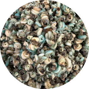 Periwinkle (Isam/Ngolo)