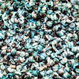 Fresh Periwinkle (Isam)